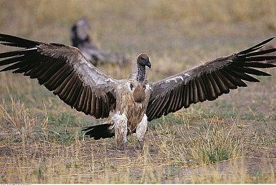 《辐射2》主创希望特斯拉老总买下辐射IP 情愿为此免费打工