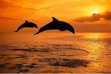 《勇者斗恶龙11》将暂时从Switch商店下架 再上架时间待定